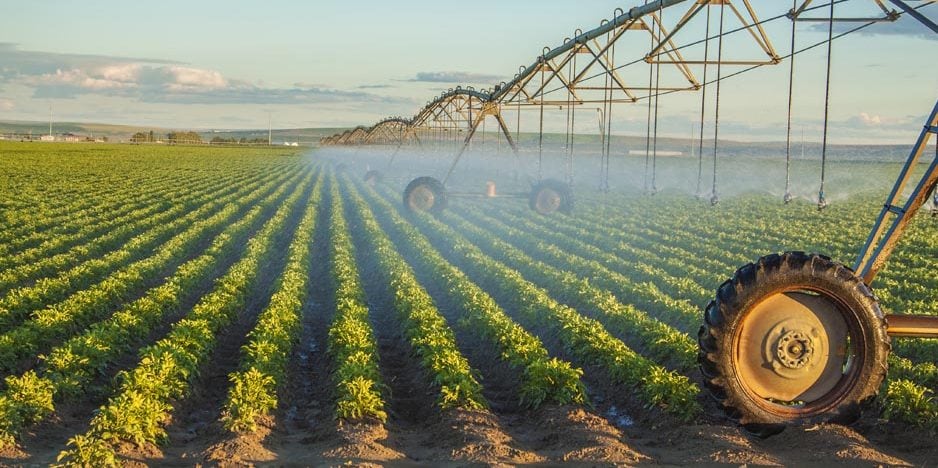 potato field irrigated by a pivot sprinkler system